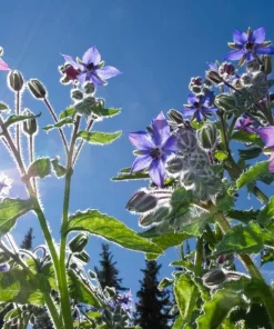 Blue Borage Live Plant - Edible Herb & Pollinator - 5 Inch Pot - Outdoor - Image 5