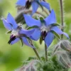 Blue Borage Live Plant - Edible Herb & Pollinator - 5 Inch Pot - Outdoor - Image 1