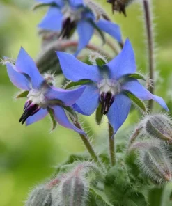 Blue Borage Live Plant - Edible Herb & Pollinator - 5 Inch Pot - Outdoor - Image 1