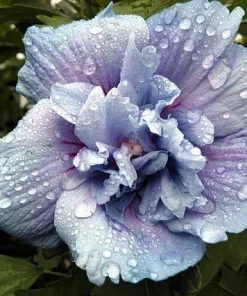 Blue Chiffon Hibiscus Live Plant - Rose of Sharon Shrub - 4 inch Pot - Outdoor Flowering - Image 2