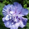 Blue Chiffon Hibiscus Live Plant - Rose of Sharon Shrub - 4 inch Pot - Outdoor Flowering - Image 1