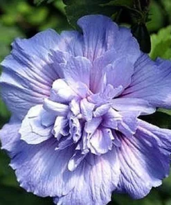Blue Chiffon Hibiscus Live Plant - Rose of Sharon Shrub - 4 inch Pot - Outdoor Flowering - Image 1