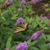 Blue Chip Jr. Butterfly Bush Live Plant – Buddleia – 4 inch Pot – Outdoor - Image 1