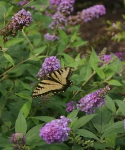 Blue Chip Jr. Butterfly Bush Live Plant – Buddleia – 4 inch Pot – Outdoor - Image 1