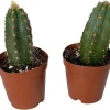 Blue Column Cactus Live Plant – Pilocereus Pachicladus – 2 Pack in 2" Pots – Easy Houseplant - Image 1