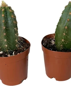 Blue Column Cactus Live Plant – Pilocereus Pachicladus – 2 Pack in 2