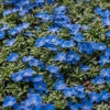 Blue Creeping Thyme Seeds - Non-GMO, Easy-Grow Fragrant Ground Cover - Image 1