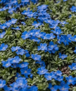 Blue Creeping Thyme Seeds - Non-GMO, Easy-Grow Fragrant Ground Cover - Image 1