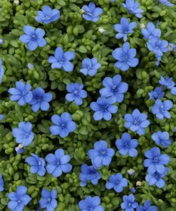 Blue Creeping Thyme Seeds - Non-GMO, Easy-Grow Fragrant Ground Cover - Image 2
