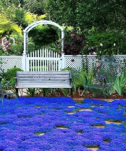 Blue Creeping Thyme Seeds - Non-GMO, Easy-Grow Fragrant Ground Cover - Image 3