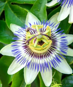 Blue Crown Passion Flower Seeds - Passiflora Caerulea - 10 Seeds - Edible Fruit Vine - Image 10