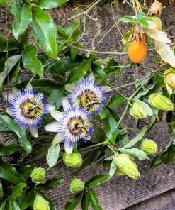 Blue Crown Passion Flower Seeds - Passiflora Caerulea - 10 Seeds - Edible Fruit Vine - Image 12