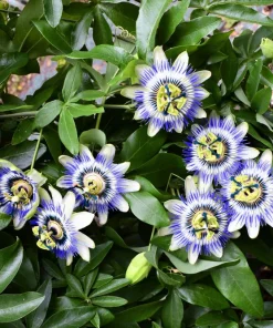 Blue Crown Passion Flower Seeds - Passiflora Caerulea - 10 Seeds - Edible Fruit Vine - Image 2