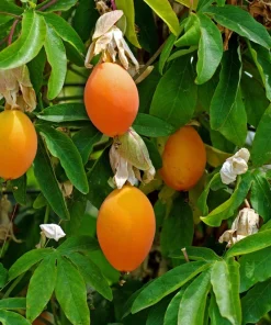 Blue Crown Passion Flower Seeds - Passiflora Caerulea - 10 Seeds - Edible Fruit Vine - Image 3
