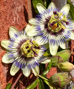 Blue Crown Passion Flower Seeds - Passiflora Caerulea - 10 Seeds - Edible Fruit Vine - Image 5
