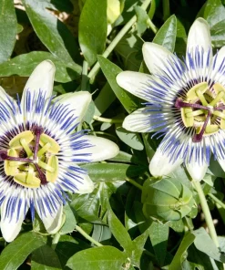 Blue Crown Passion Flower Seeds - Passiflora Caerulea - 10 Seeds - Edible Fruit Vine - Image 6