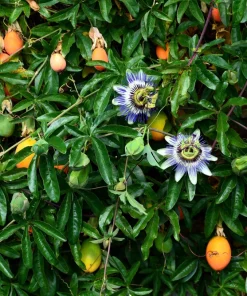 Blue Crown Passion Flower Seeds - Passiflora Caerulea - 10 Seeds - Edible Fruit Vine - Image 7