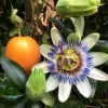 Blue Crown Passion Flower Seeds - Passiflora Caerulea - 10 Seeds - Edible Fruit Vine - Image 1