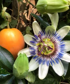 Blue Crown Passion Flower Seeds - Passiflora Caerulea - 10 Seeds - Edible Fruit Vine - Image 1