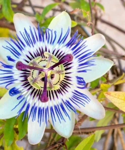 Blue Crown Passion Flower Seeds - Passiflora Caerulea - 10 Seeds - Edible Fruit Vine - Image 9