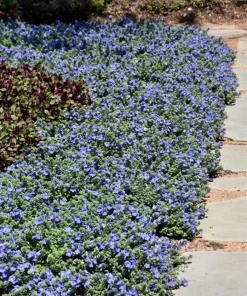 Blue Daze Live Plant – 3-6
