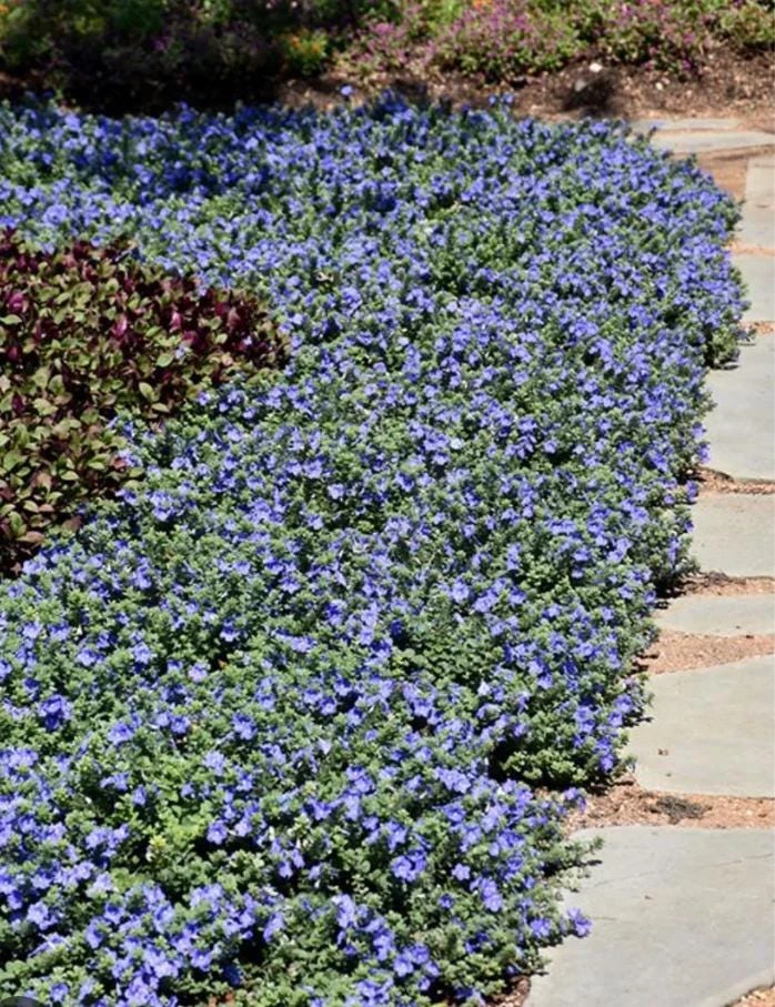 Blue Daze Live Plant – 3-6" Tall in 3-4" Pot – Hardy Groundcover with Blue Blooms – Outdoor - Image 10