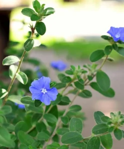 Blue Daze Live Plant – 3-6" Tall in 3-4" Pot – Hardy Groundcover with Blue Blooms – Outdoor - Image 2