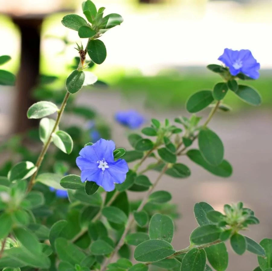 Blue Daze Live Plant – 3-6" Tall in 3-4" Pot – Hardy Groundcover with Blue Blooms – Outdoor - Image 2