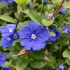 Blue Daze Live Plant – 3-6" Tall in 3-4" Pot – Hardy Groundcover with Blue Blooms – Outdoor - Image 1
