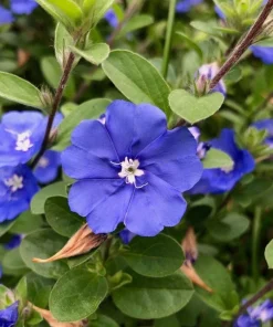 Blue Daze Live Plant – 3-6