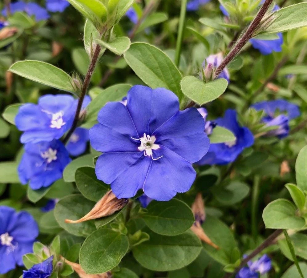 Blue Daze Live Plant – 3-6" Tall in 3-4" Pot – Hardy Groundcover with Blue Blooms – Outdoor - Image 1