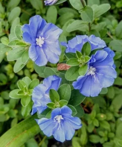 Blue Daze Live Plant – 3-6