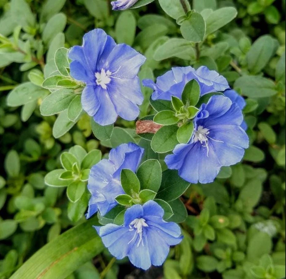 Blue Daze Live Plant – 3-6" Tall in 3-4" Pot – Hardy Groundcover with Blue Blooms – Outdoor - Image 3