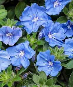 Blue Daze Live Plant – 3-6