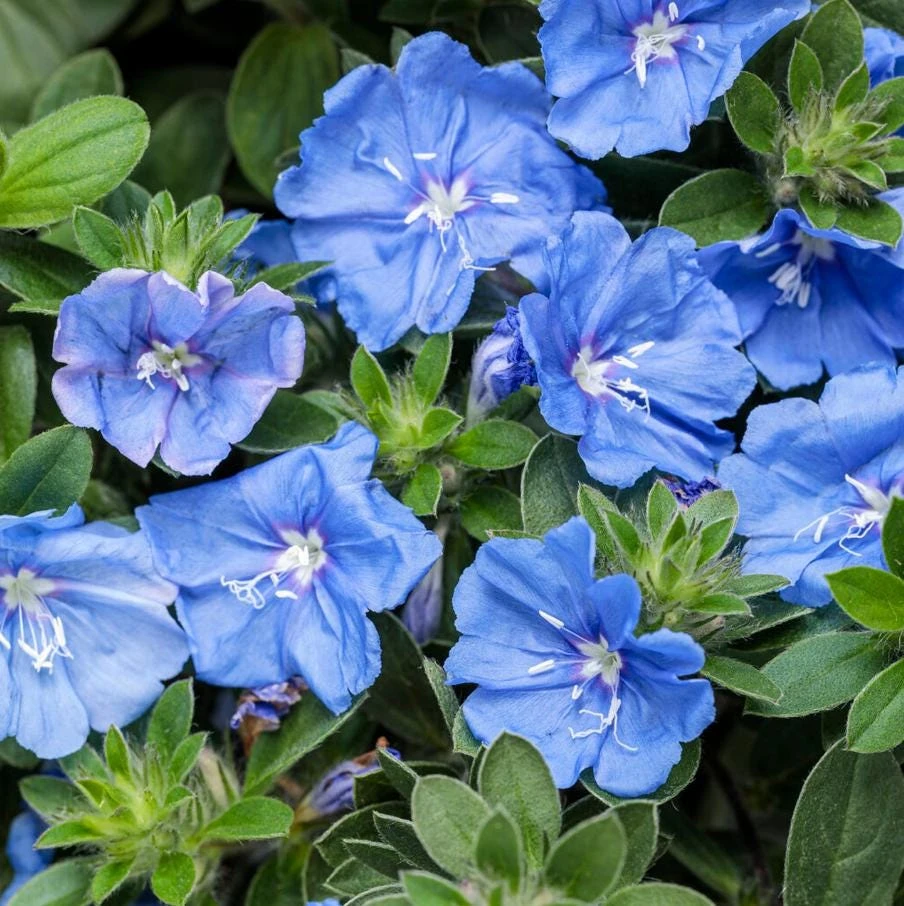 Blue Daze Live Plant – 3-6" Tall in 3-4" Pot – Hardy Groundcover with Blue Blooms – Outdoor - Image 4