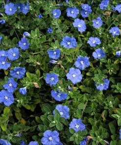 Blue Daze Live Plant – 3-6