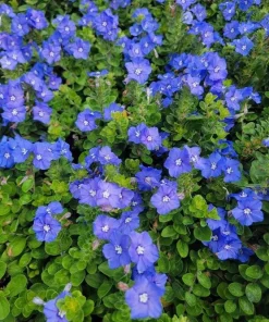 Blue Daze Live Plant – 3-6