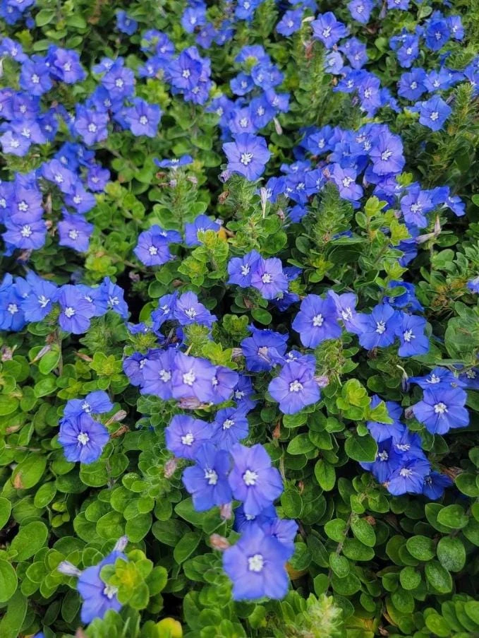 Blue Daze Live Plant – 3-6" Tall in 3-4" Pot – Hardy Groundcover with Blue Blooms – Outdoor - Image 6