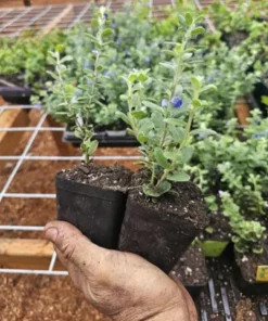Blue Daze Live Plant – 3-6
