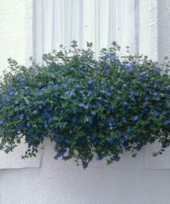 Blue Daze Live Plant – 3-6