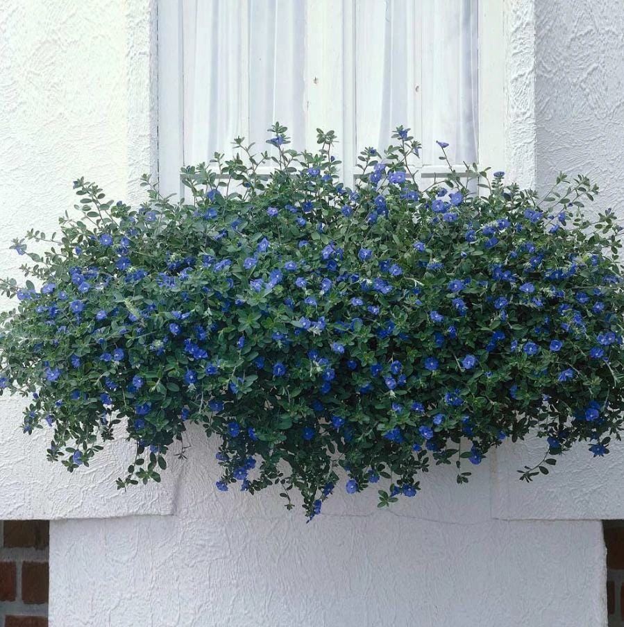 Blue Daze Live Plant – 3-6" Tall in 3-4" Pot – Hardy Groundcover with Blue Blooms – Outdoor - Image 8