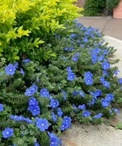 Blue Daze Live Plant – 3-6