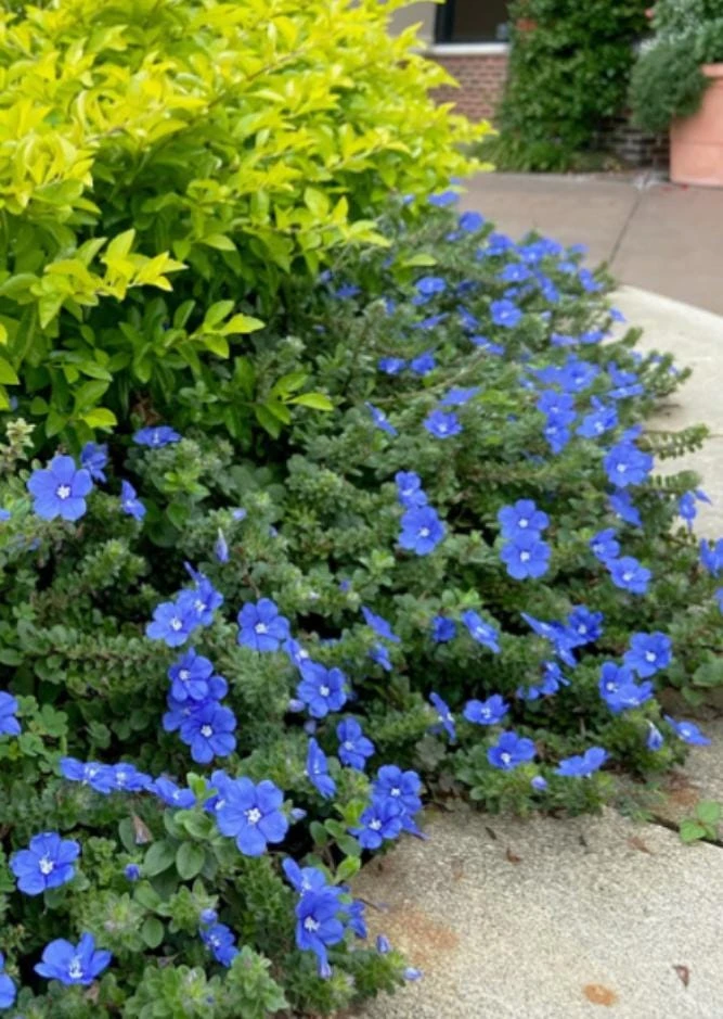 Blue Daze Live Plant – 3-6" Tall in 3-4" Pot – Hardy Groundcover with Blue Blooms – Outdoor - Image 9