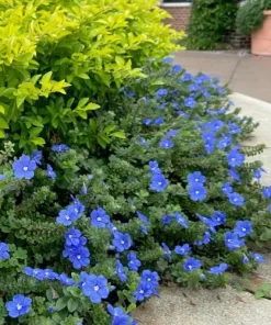 Blue Daze Live Plants Set of 2 – Evolvulus glomeratus – 3-6