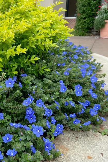 Blue Daze Live Plants Set of 2 – Evolvulus glomeratus – 3-6" Tall in 3-4" Pots - Image 10