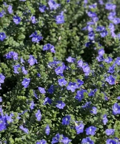 Blue Daze Live Plants Set of 2 – Evolvulus glomeratus – 3-6