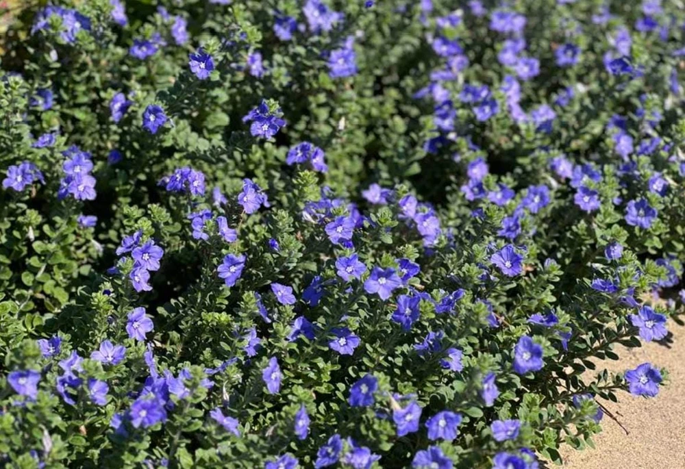 Blue Daze Live Plants Set of 2 – Evolvulus glomeratus – 3-6" Tall in 3-4" Pots - Image 11
