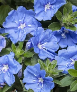Blue Daze Live Plants Set of 2 – Evolvulus glomeratus – 3-6" Tall in 3-4" Pots - Image 2