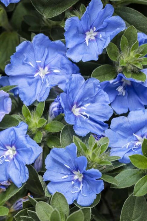 Blue Daze Live Plants Set of 2 – Evolvulus glomeratus – 3-6" Tall in 3-4" Pots - Image 2