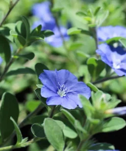 Blue Daze Live Plants Set of 2 – Evolvulus glomeratus – 3-6